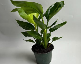 Orange Bird of Paradise Plant - 6" Tropical Houseplant