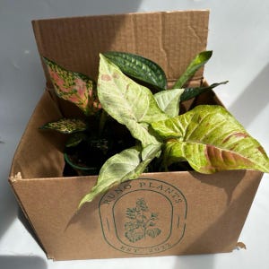Beginner Friendly Mystery Box Bundle - 3 Plants in 4-inch Pots