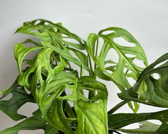 Monstera Esqueleto 6" Pot Epipremnoides Climbing Plant with Unique Fenestrations  Houseplant Tropical