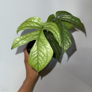 May include: A close-up of a Monstera Peru plant with large, textured, light green leaves. The plant is in a black pot and held by a person's hand. The leaves have a unique, rippled texture and a vibrant green color.