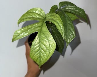 Monstera Amydrium Silver Spiderman monstera 4" Pot Rare Exotic Tropical