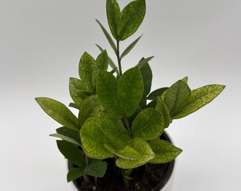 Variegated Chameleon ZZ Plant 6" pot | Rare Collector Houseplant, Low Maintenance Indoor Plant