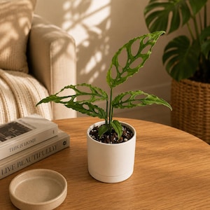 May include: A Monstera adansonii plant with elongated, vibrant green leaves featuring natural fenestrations, potted in a simple white cylindrical ceramic planter. The plant is positioned on a wooden surface next to two stacked books.