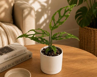 Monstera Obliqua Peru 4" Live Tropical House Plant - Handpicked by Grower, Low-Maintenance Rare monstera