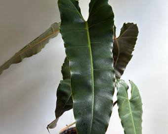 Philodendron Black billietiae Billietiae x Atabapoense 6" pot
