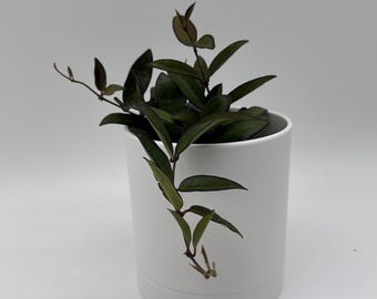 Hoya Rosita Pet-Safe indoorplant 4" pot