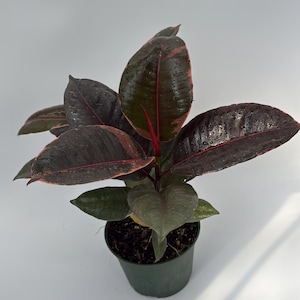 May include: A potted rubber plant with large, dark burgundy leaves edged with pink and red. The plant has a central stem with multiple leaves and is set in a dark green plastic pot against a white background.
