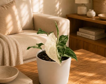 Syngonium Albo 4" Pot Rare Collector Plant, Variegated Tropical Houseplant for Indoors