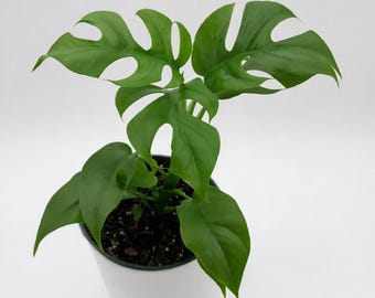 Mini Monstera RHAPHIDORA TETRASPERMA 6" Pot