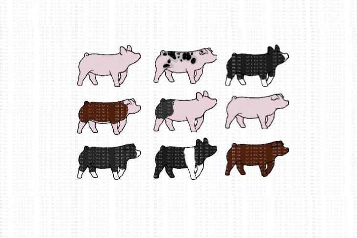 Full Color Show Pigs-Hampshire-Poland-Berkshire-Blue Butt-Yorkshire-Spotted Pig-Spot Pig-Landrace-Hereford- Duroc-Show Pigs Stickers