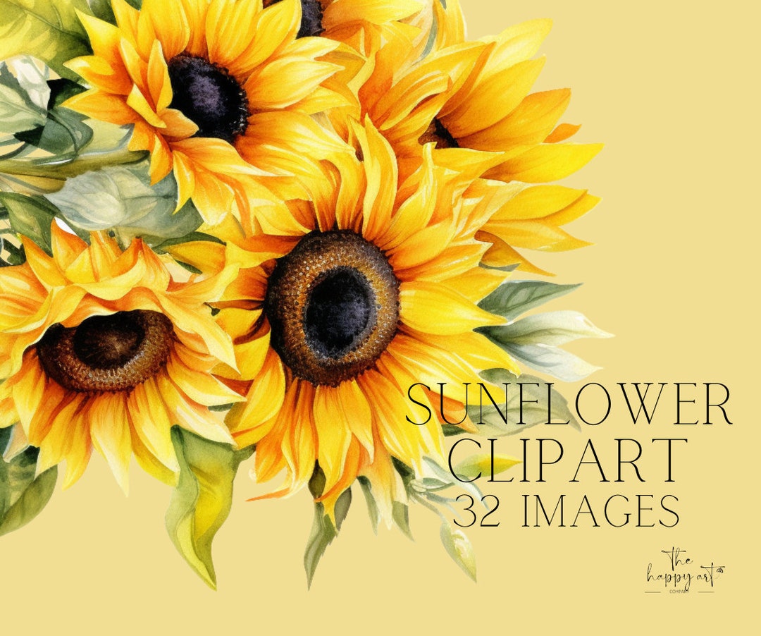 Sunflower Clip Art, PNG Files, Transparent Background, Floral Designs ...