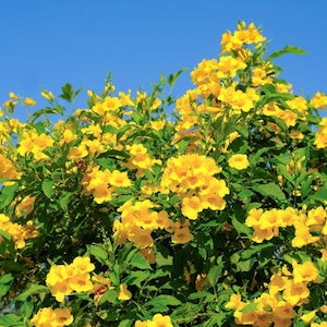 May include: A bush of yellow flowers with green leaves against a bright blue sky.
