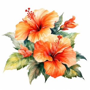 Hibiskus Clipart - Aquarell Blumen Clipart - JPGs - Sofortiger digitaler Download - druckbare Wandkunst, Digital Panner, Junk Journals