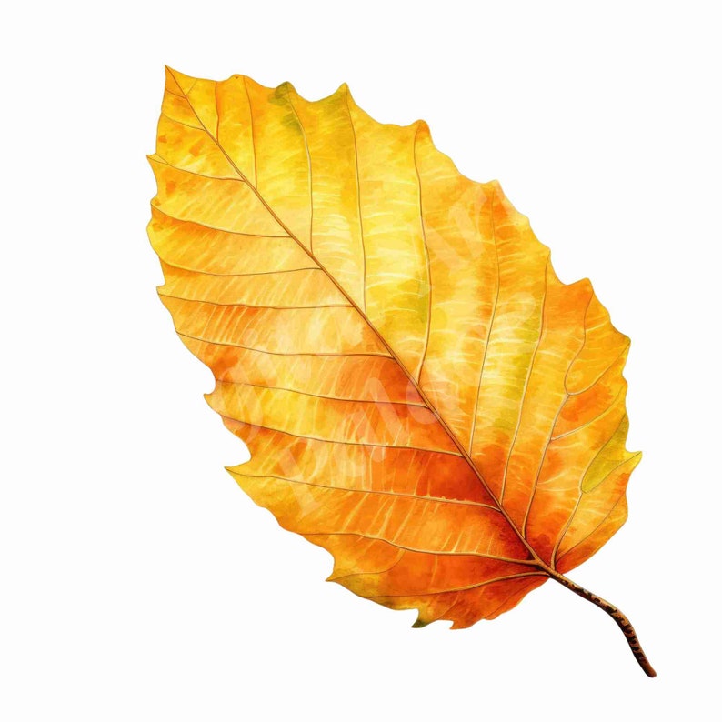 Op de afbeelding: Een enkel, gedroogd, geel blad met oranje nerven en een bruine steel. Het blad is ge&iuml;soleerd op een witte achtergrond.