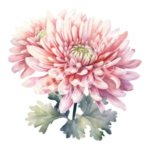 Clipart de chrysanthème, fleur de naissance de novembre, JPG, téléchargement numérique instantané, art mural imprimable, planificateur numérique, fabrication de cartes, scrapbooking