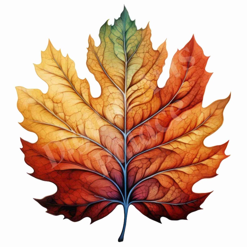 Op de afbeelding: Een enkele, gedetailleerde aquarel van een herfstblad. Het blad is een levendige mix van oranje, rood, geel en groen. De nerven van het blad zijn zichtbaar en de randen zijn licht gekarteld.