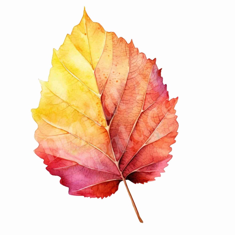 Op de afbeelding: Een enkel herfstblad met een gele en rode gradi&euml;nt. Het blad heeft een gedetailleerd adernetwerk en een puntige punt.
