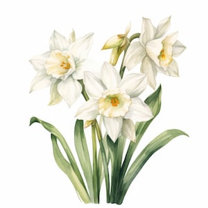 Narcissus clipart, december geboorte bloem clipart, JPGs, instant digitale download, afdrukbare muurkunst, digitale planner, kaart maken