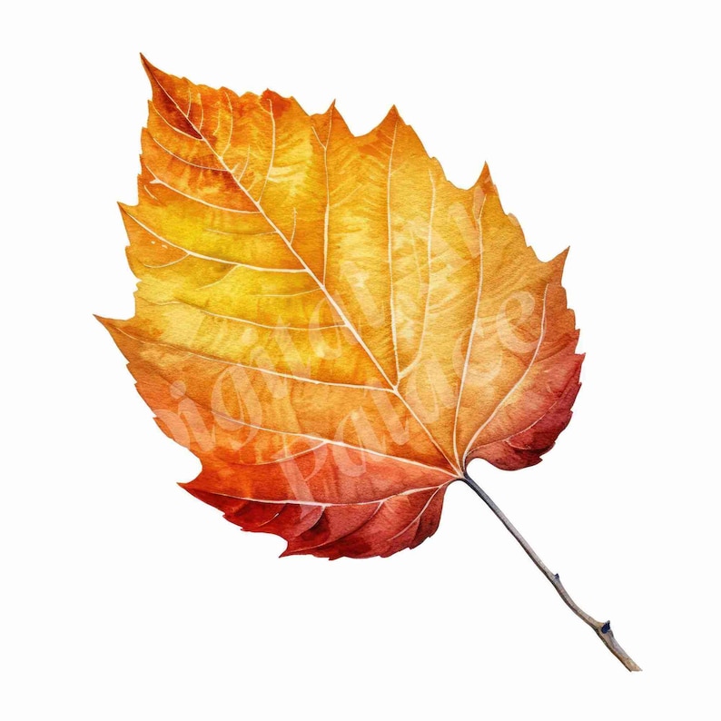 Op de afbeelding: Een enkel herfstblad in tinten oranje, geel en rood. Het blad heeft een gedetailleerd adernetwerk en is licht gekruld aan de randen.