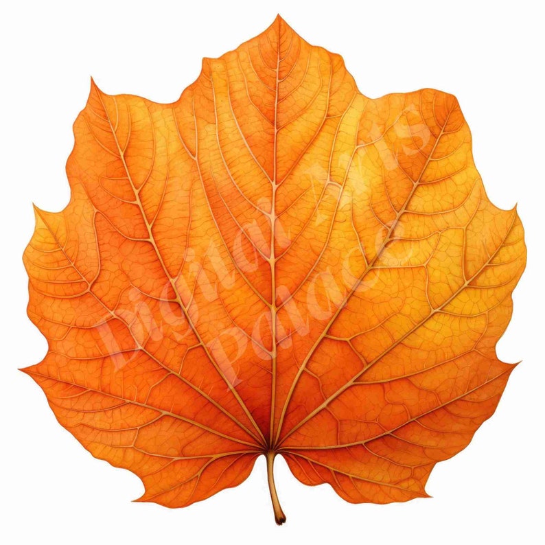 Op de afbeelding: Een enkel, groot, oranje blad met ingewikkelde nerven. Het blad is gedroogd en heeft een doorschijnende kwaliteit.