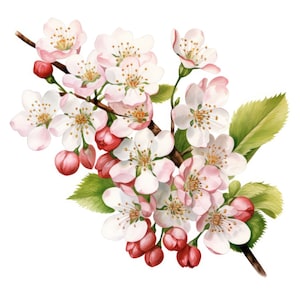 Common Hawthorn Clipart Bundle, May Birth Flower Clipart, JPG, Téléchargement numérique instantané, Art mural imprimable, Fabrication de cartes, Junk Journals