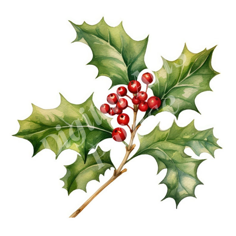 Rustic Holly Holly Clipart, Christmas Clipart, Jpgs, Instant Digital Download ...