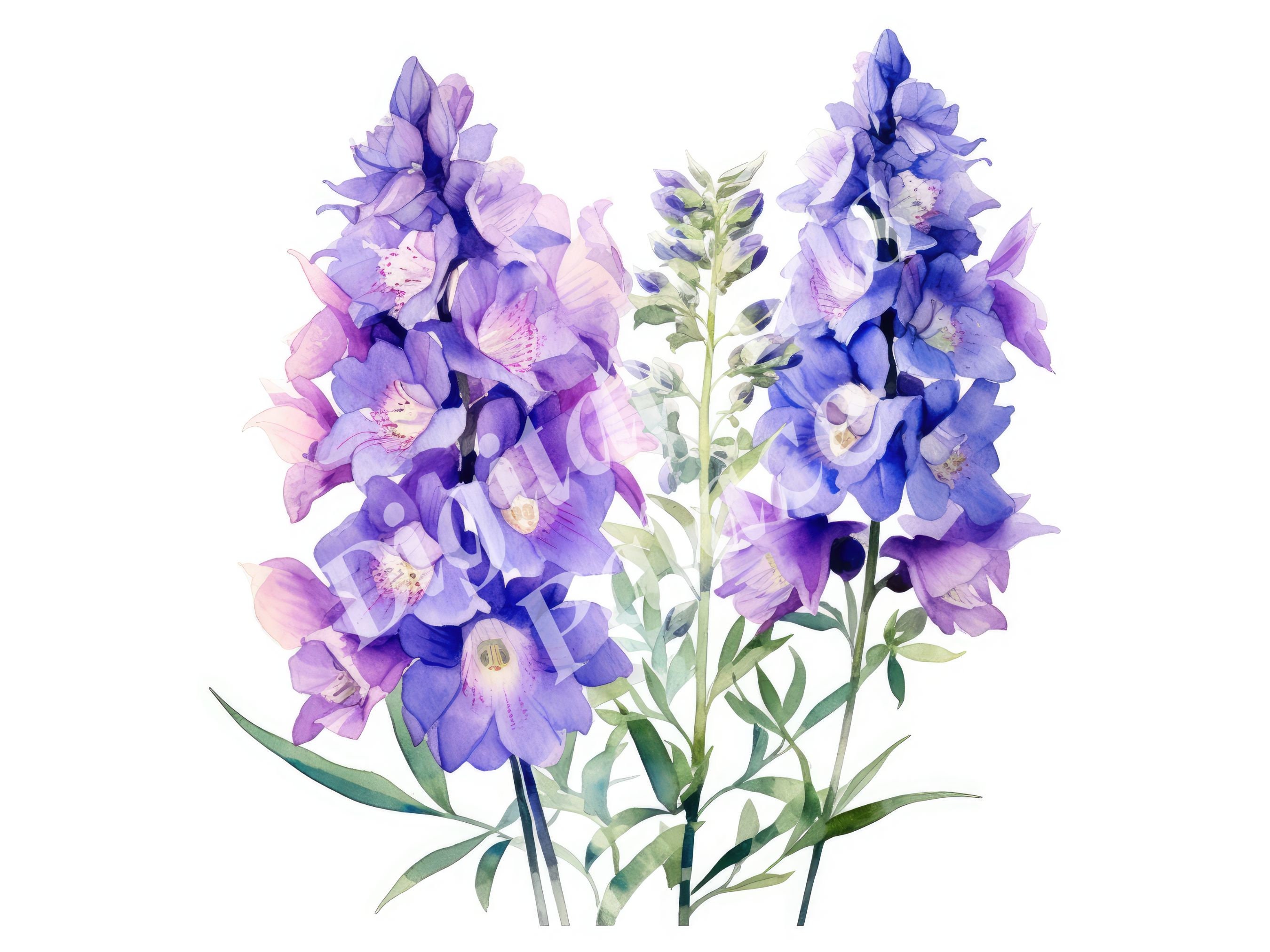 Larkspur Clipart, July Birth Flower Clipart, JPGs, Instant Digital Download, Printable Wall Art, Scrapbooking, Junk Journals, Card Making