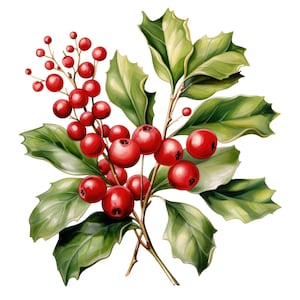 Holly Clipart, Christmas Clipart, JPGs, Natychmiastowe pobieranie cyfrowe, Wydrukowana sztuka ścienna, Cyfrowy planer, Tworzenie kartek, Grudniowy kwiat urodzinowy