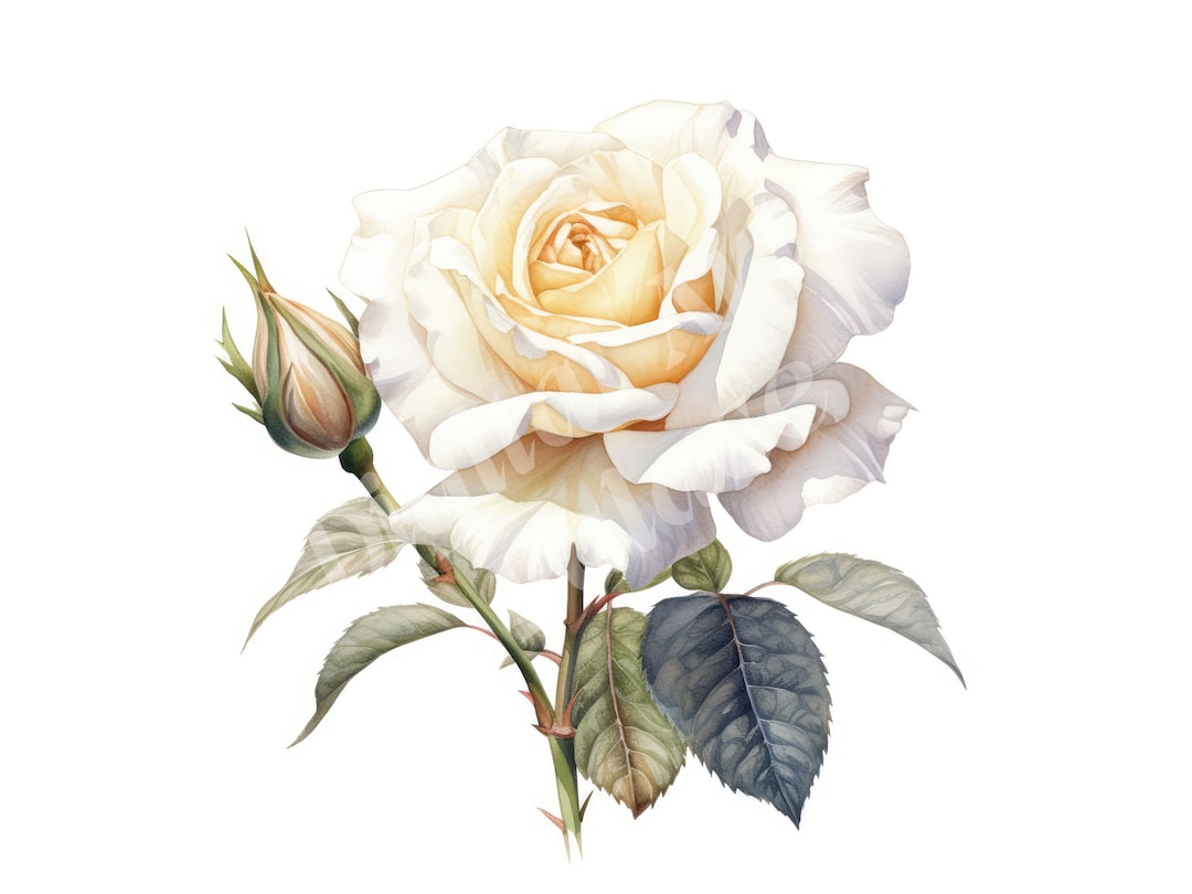 White Roses Clipart, June Birth Flower Clipart, Jpgs, Instant Digital ...