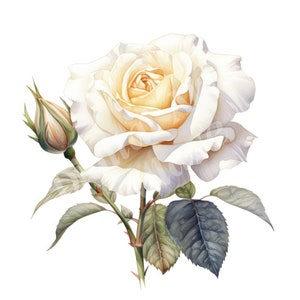 White Roses Clipart, June Birth Flower Clipart, JPG, Téléchargement numérique instantané, Art mural imprimable, Fabrication de cartes, Junk Journals, Scrapbooking