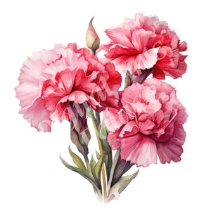 Oeillets Clipart, Janvier Naissance Fleur Clipart, JPG, Téléchargement Numérique, Art Mural Imprimable, Planificateur Numérique, Fabrication de Cartes, Journaux Indésirables
