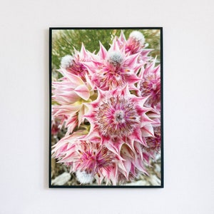 May include: A framed print featuring a close-up of pink and white flowers with spiky petals. The flowers have a central, textured core and are set against a blurred green background. The frame is black.