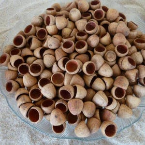 May include: A close-up of a bowl filled with small, brown, acorn-shaped cups. The cups are arranged in a random pattern and are all the same size and shape.