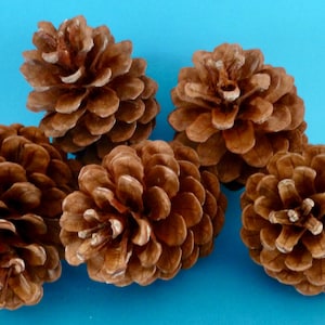 Pinecones 18 @ 8cm Real Natural South Australia Pine Cones for Christmas Decor