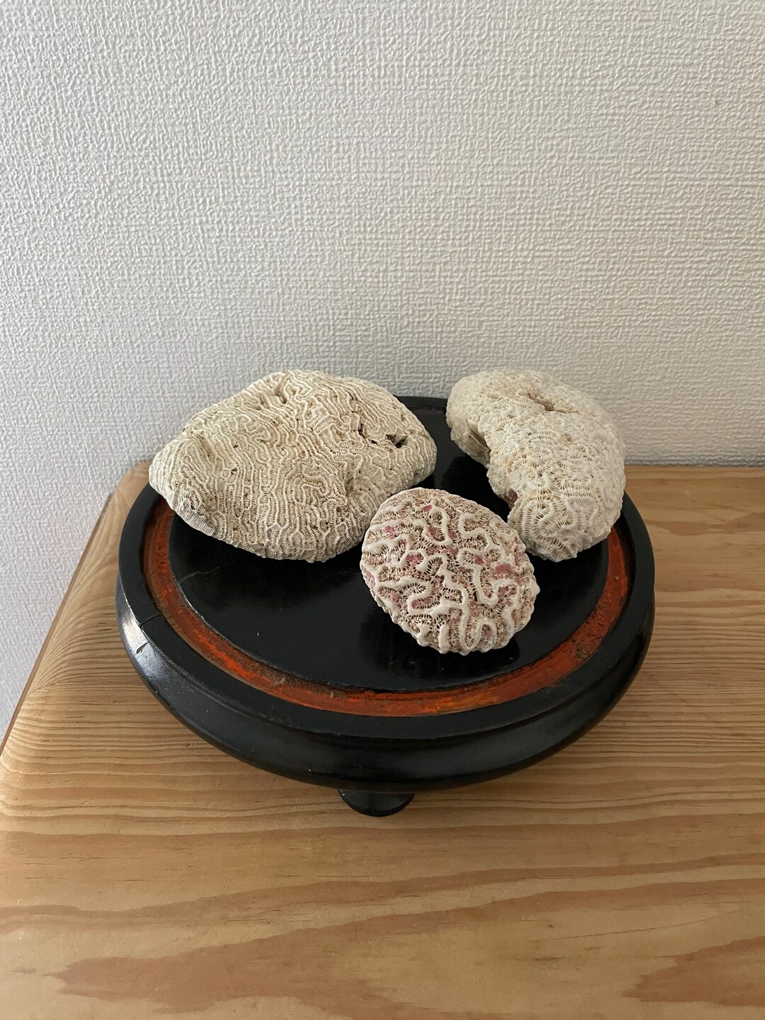 White Brain Coral Block Sea Beach Marine Decor of Etsy