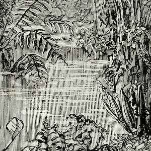 May include: Black and white illustration of a dense forest scene with tall trees and ferns. The image is drawn in a detailed, intricate style.