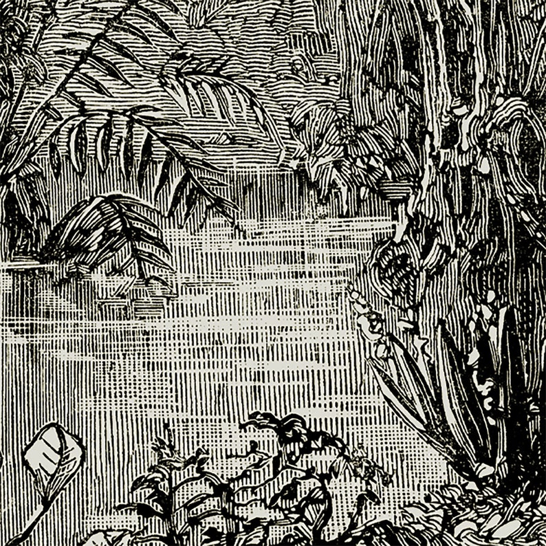May include: Black and white illustration of a dense forest scene with tall trees and ferns. The image is drawn in a detailed, intricate style.