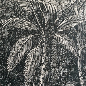 May include: Black and white illustration of a palm tree with detailed lines and textures. The palm tree is surrounded by other plants and foliage.