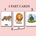 16 JUNGLE ANIMALS Flash Cards, Montessori Cards, Educational Cards ...