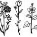 Wildflower Svg Bundle,flower Svg,flower Clipart,wildflower Silhouette ...