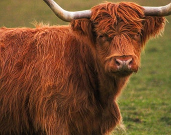 Highlander cow *digital image*