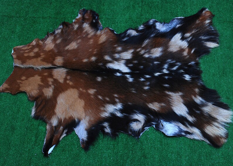 New Goat hide Rug Hair on Area Rug Size 32x22 Animal Leather Goat Skin A-3487 image 1