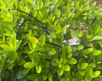 Wunderliche Schmetterlings-Halskette