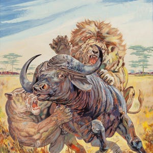 Op de afbeelding: Een illustratie toont een dramatische sc&egrave;ne van een leeuw en een tijger die een buffel aanvallen in een savannelandschap. De buffel is donkergrijs, met de grote katten in tinten bruin en beige. De achtergrond toont een blauwe lucht en schaarse bomen.