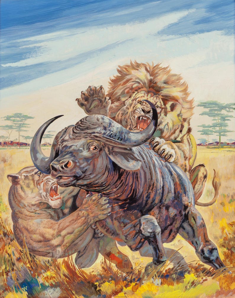 Op de afbeelding: Een illustratie toont een dramatische sc&egrave;ne van een leeuw en een tijger die een buffel aanvallen in een savannelandschap. De buffel is donkergrijs, met de grote katten in tinten bruin en beige. De achtergrond toont een blauwe lucht en schaarse bomen.