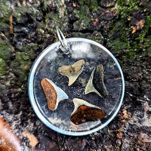 Shark Tooth Necklace (Baby Bull Shark Circle)
