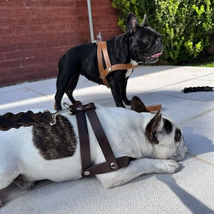Handmade Leather Dog Harness for Small Dogs