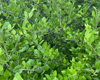 Seeds. Netleaf forestiera (Forestiera reticulata)