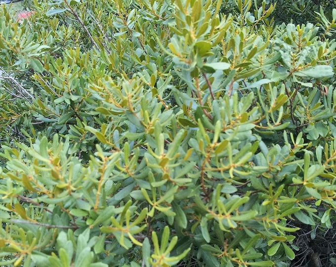 Seeds. Wax Myrtle (Myrica cerifera)