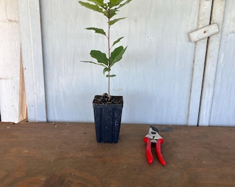 4” Texas Red Oak (Quercus buckleyi) tree